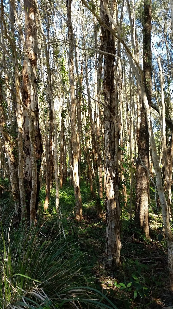 Children Playing in the forest