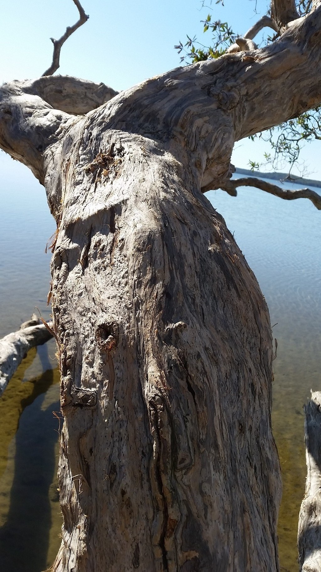 Tree Spirit Lake Weyba