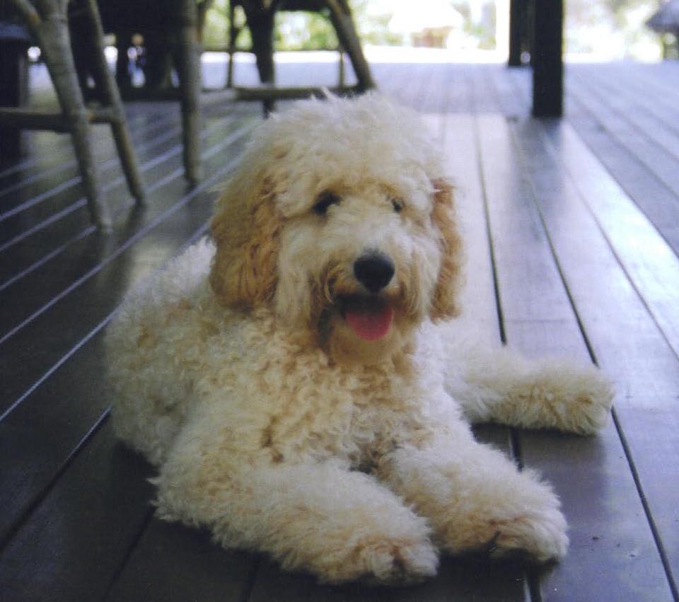 Our Bo Bear chillin on the deck