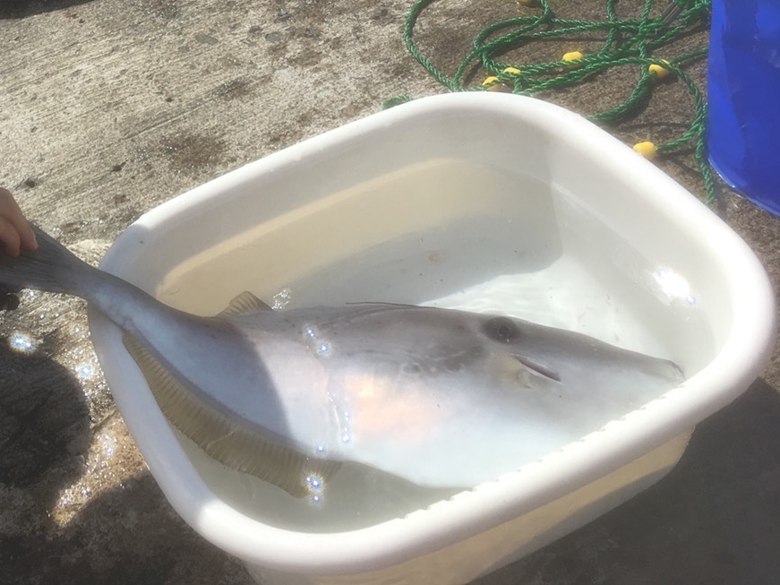 ウスバハギ 神津島釣り情報 ウスバハギ 神津島釣り情報