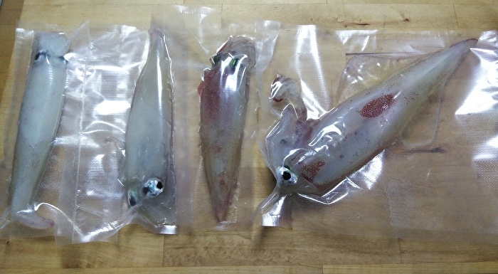 アカイカ釣り 神津島釣り情報