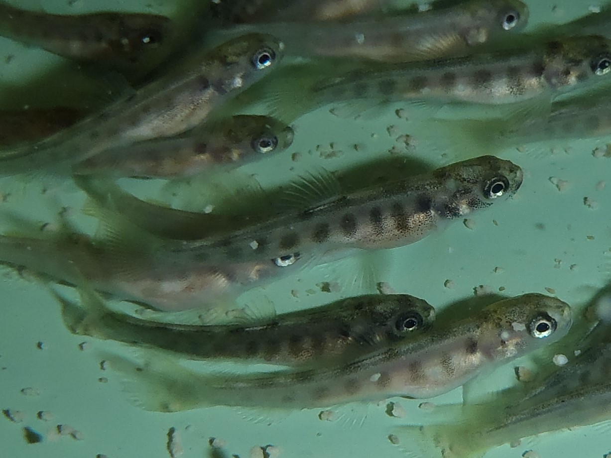 27.04.2019 Bachforellenbrütlinge Unterwassernahaufnahme