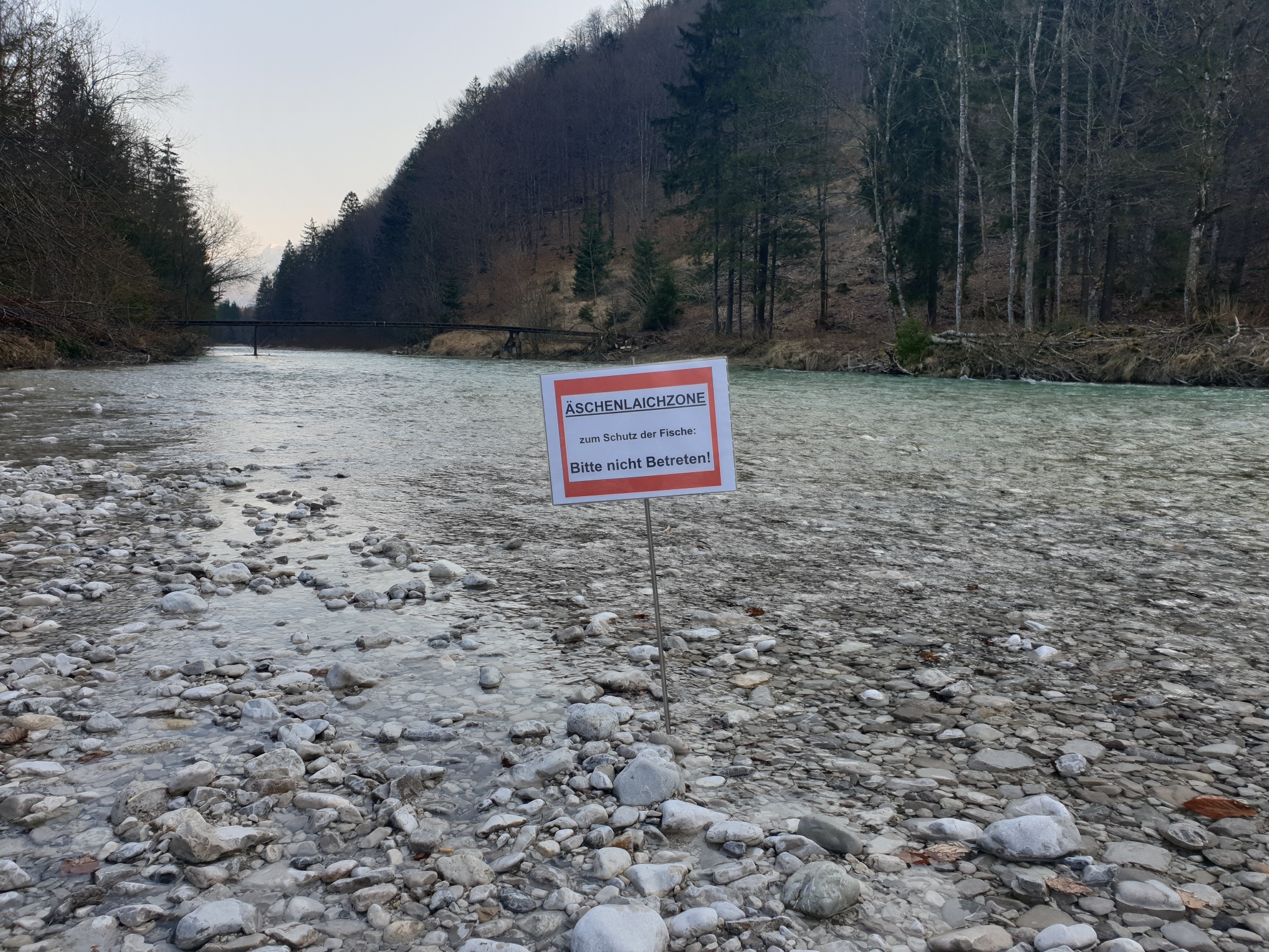 2019 April-Mai Schutz der Laichzonen der Äsche