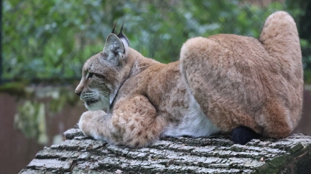 #1012 Polen - Nationalpark im Museum und Tiere nach kurzer Suche
