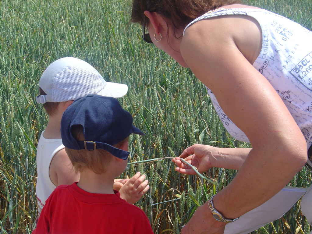 Petites énigmes dans le champs de céréales