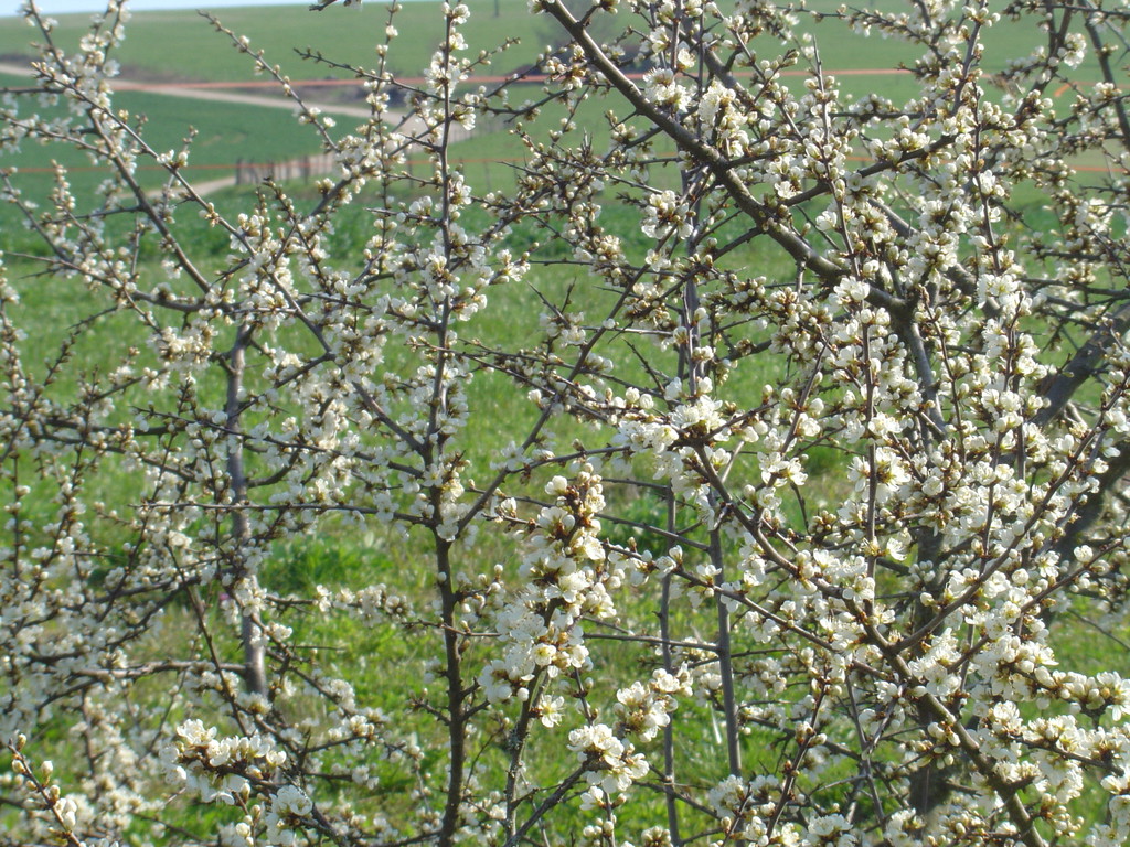 Prunellier en fleurs ou épine noire