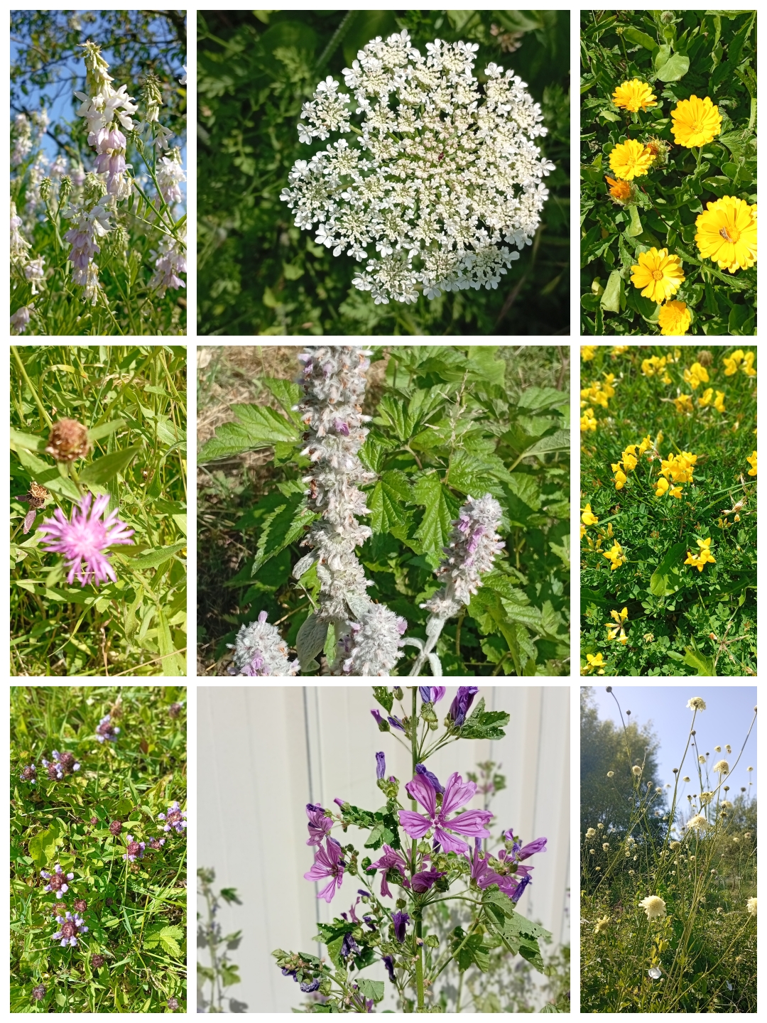 Dans notre verger de la nature