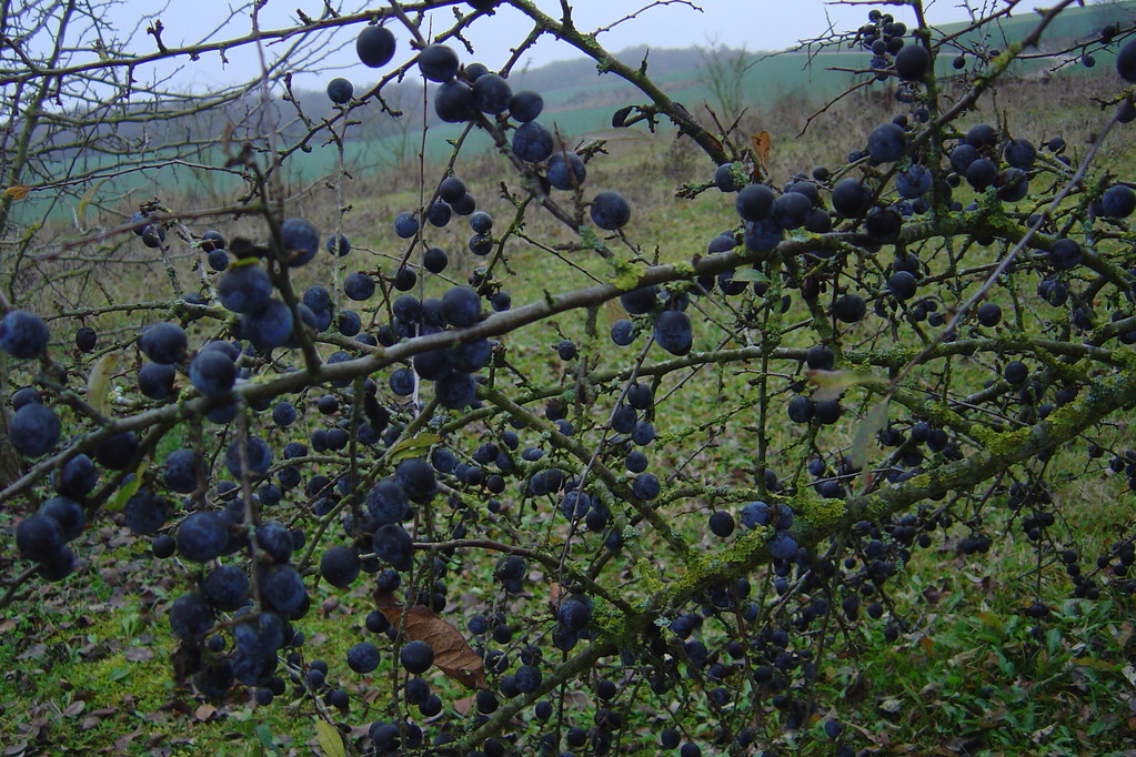 Prunelles à la récolte