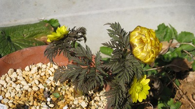 脇から２個の花が・・