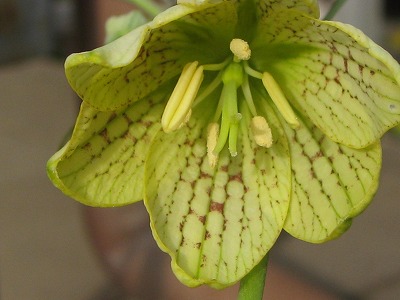 花の内側が編みの目のよう