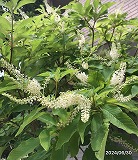 待ち人来る