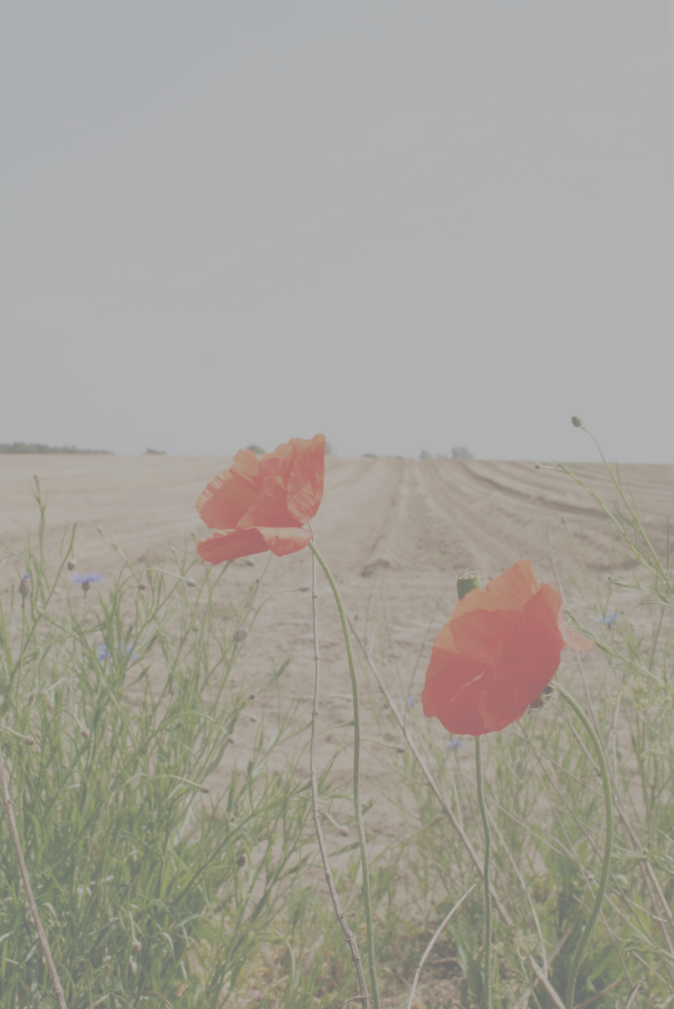 Überblick augustbluetens Webseite!