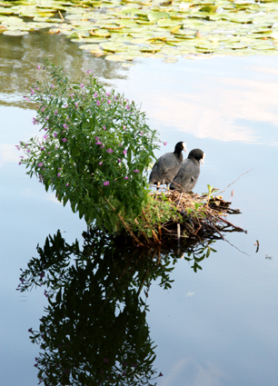 Wasservögel: Eltern im Nest auf dem Wasser