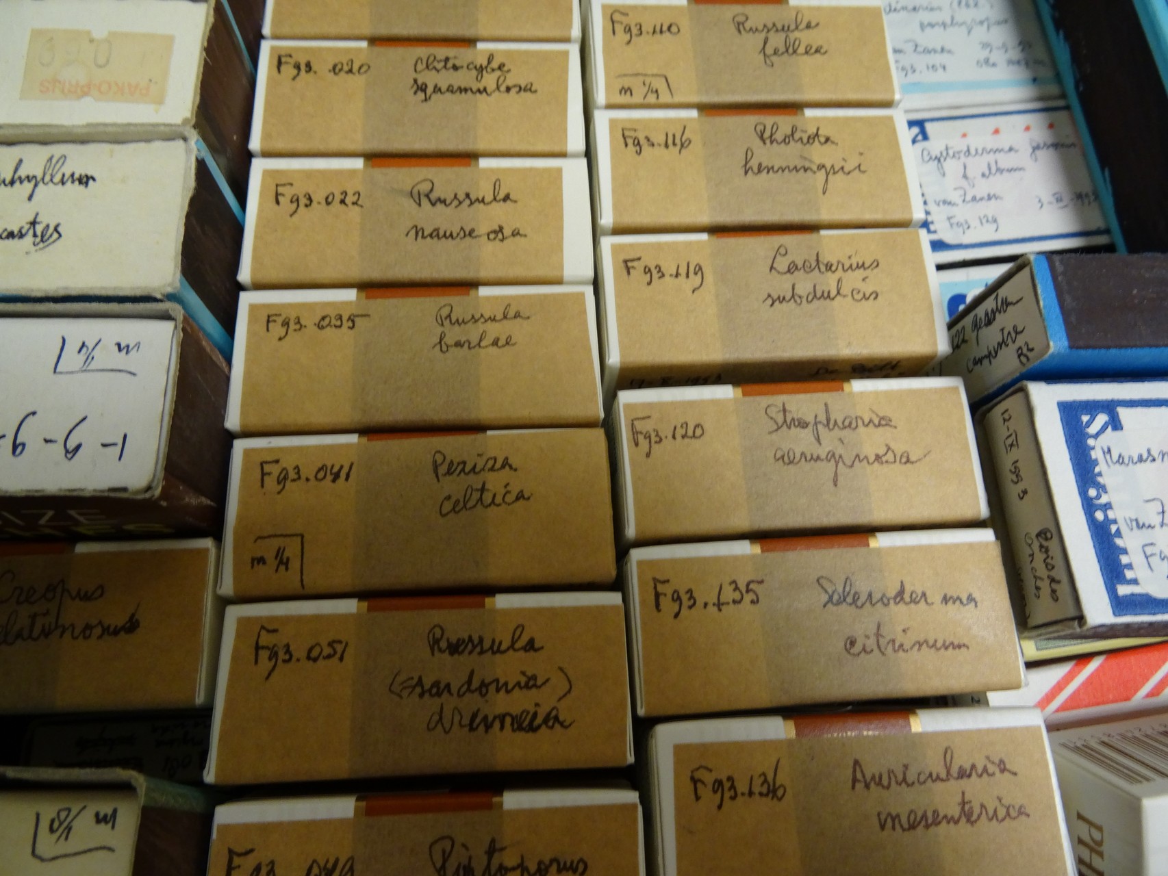 Fungarium - Herbarium Frisicum - plantenstudie