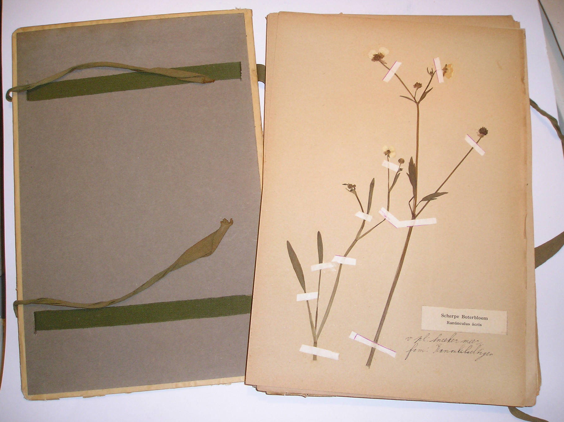 Alles over het herbarium Herbarium Frisicum plantenstudie