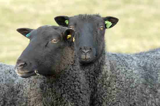 Gothländisches Pelzschaf