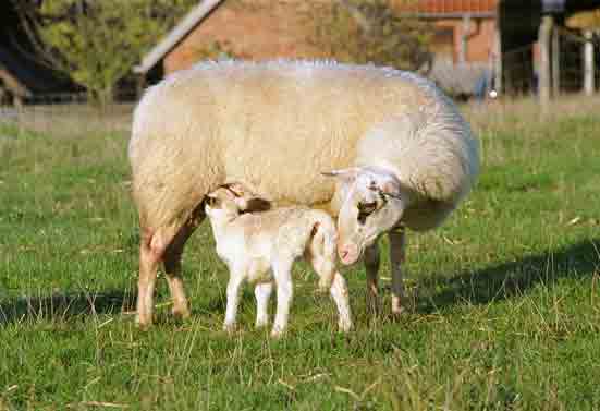 Bentheimer Landschaf mit Lamm