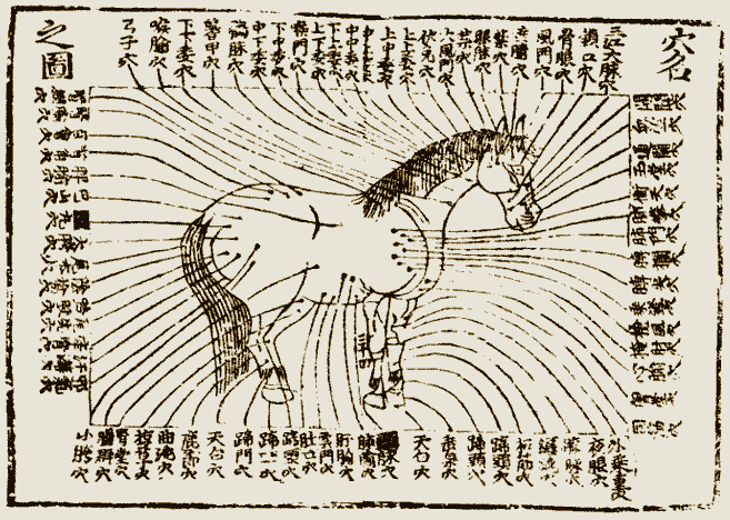 Camille Baladi pratiquant un shiatsu sur un cheval dans son box.