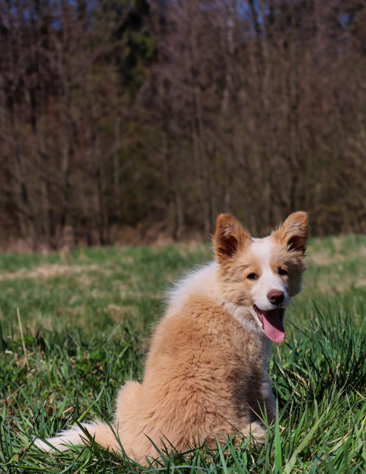 Préserver le capital santé du chien