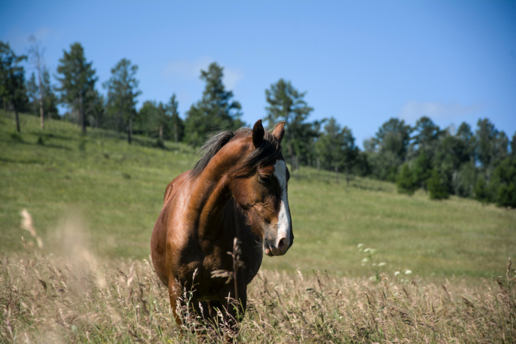 Le cheval, cet animal au grand cœur et au petit estomac