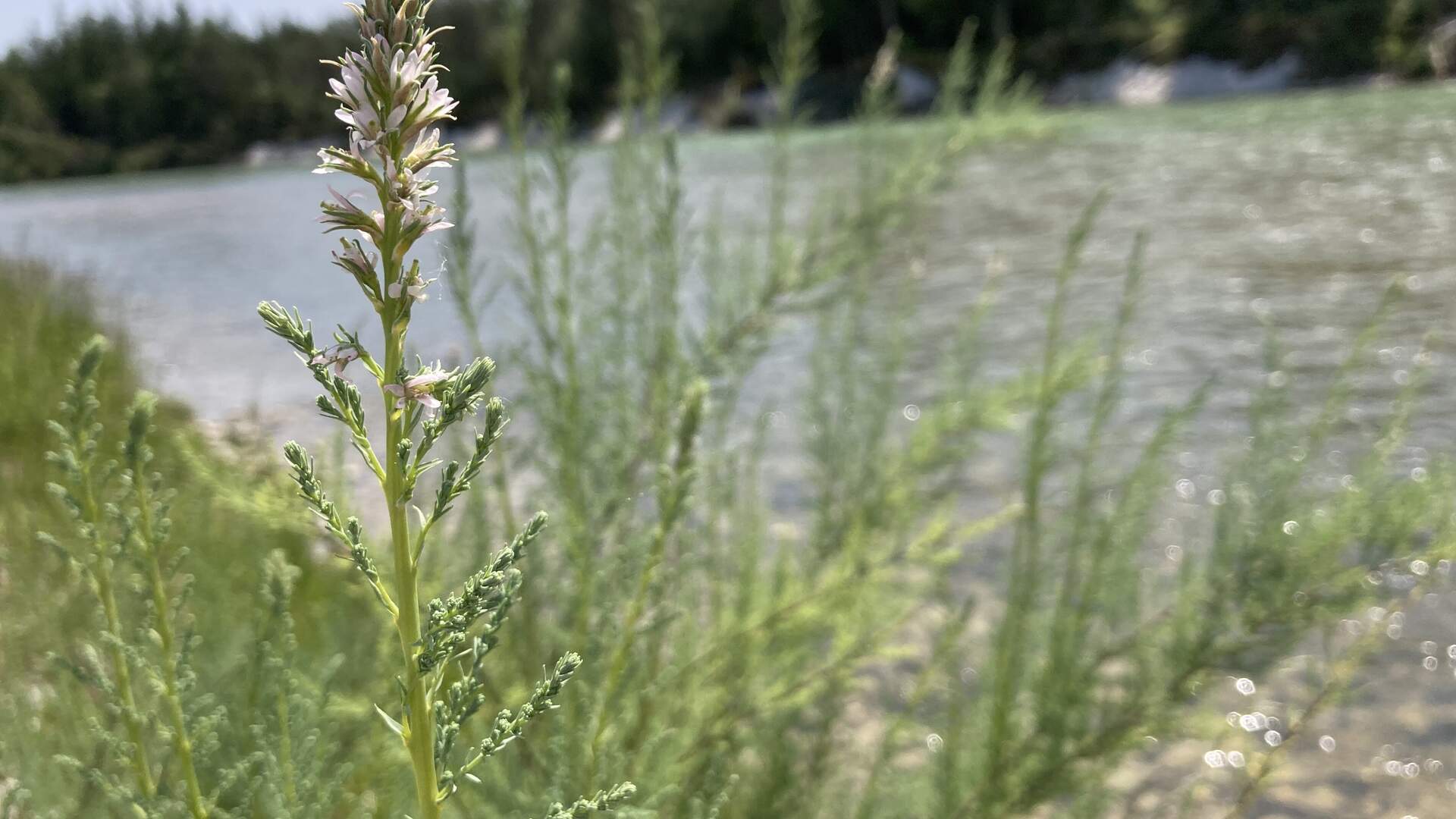 Termin: Kiesbankpioniere in der Ascholdinger Au