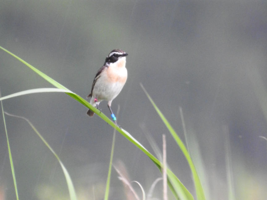 Foto: Kueblbeck