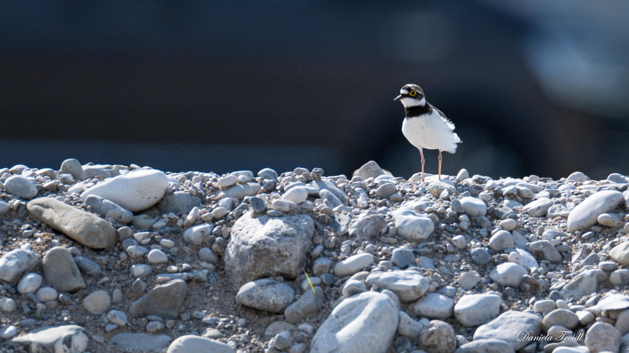 Termin: Vogelwanderung zum Ickinger Eisweiher