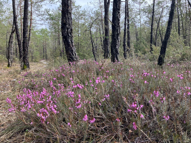 Blüten im Wald
