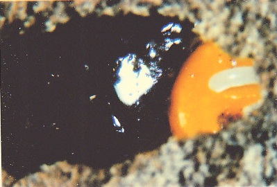 Großaufnahme einer Brutzelle einer Sandbiene. Man erkennt den flüssigen Nektar, den orangegelben Pollen und das darauf abgelegte weise Ei der Biene.