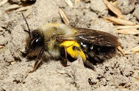 Auch die Sandbiene Andrena vaga ist Weidenspezialistin. Hier sieht man ein pollenbeladenes Weibchen. (http://www.bwars.com/content/andrena-vaga)