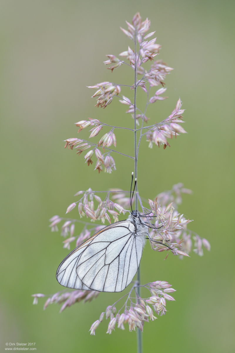 Baum-Weißling (Aporia crataegi)