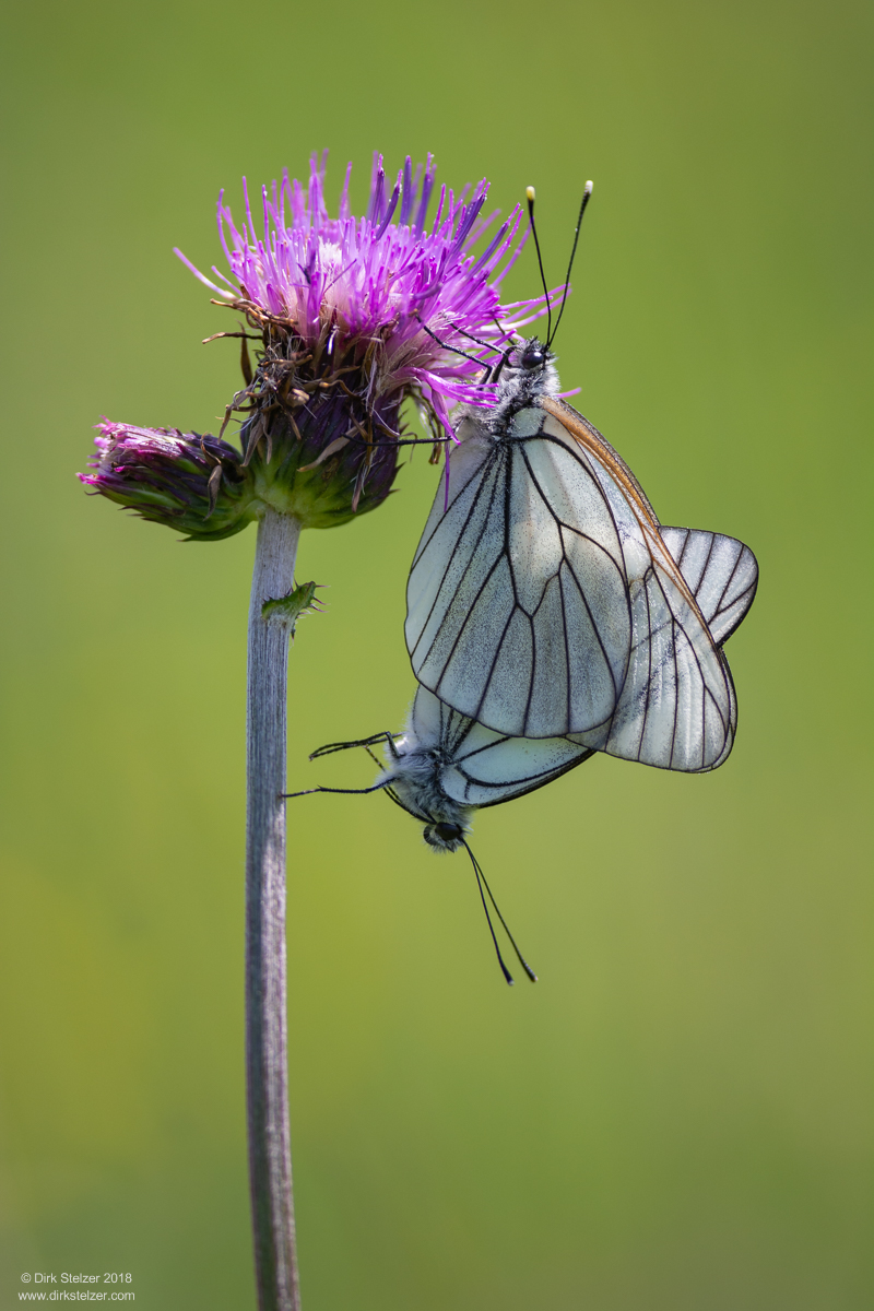 Baum-Weißling (Aporia crataegi)