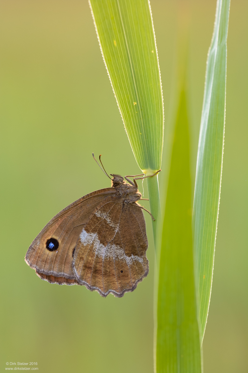 Blauäugiger Waldportier (Minois dryas)