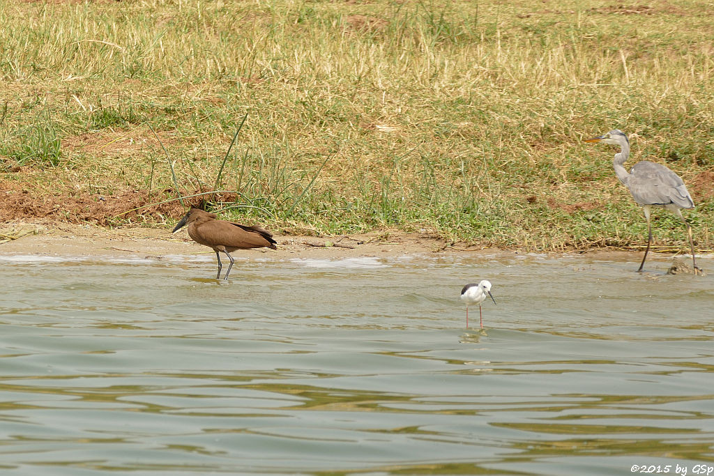 Hammerkopf, Stelzenläufer, Graureiher (Hamerkop, Back-winged Stilt, Grey Heron)