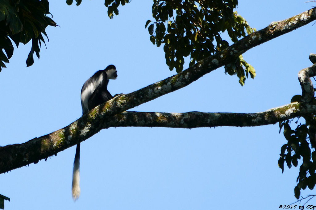  Mantelaffe, Guereza (Black-and-white Colobus)