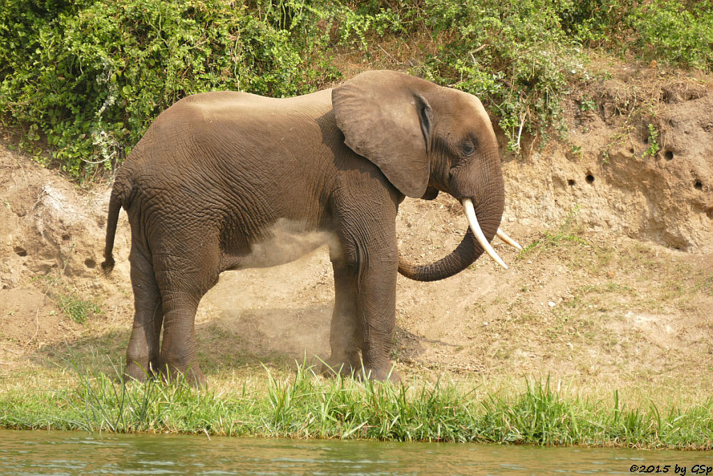 Afrikanischer Elefant (African Elephant)