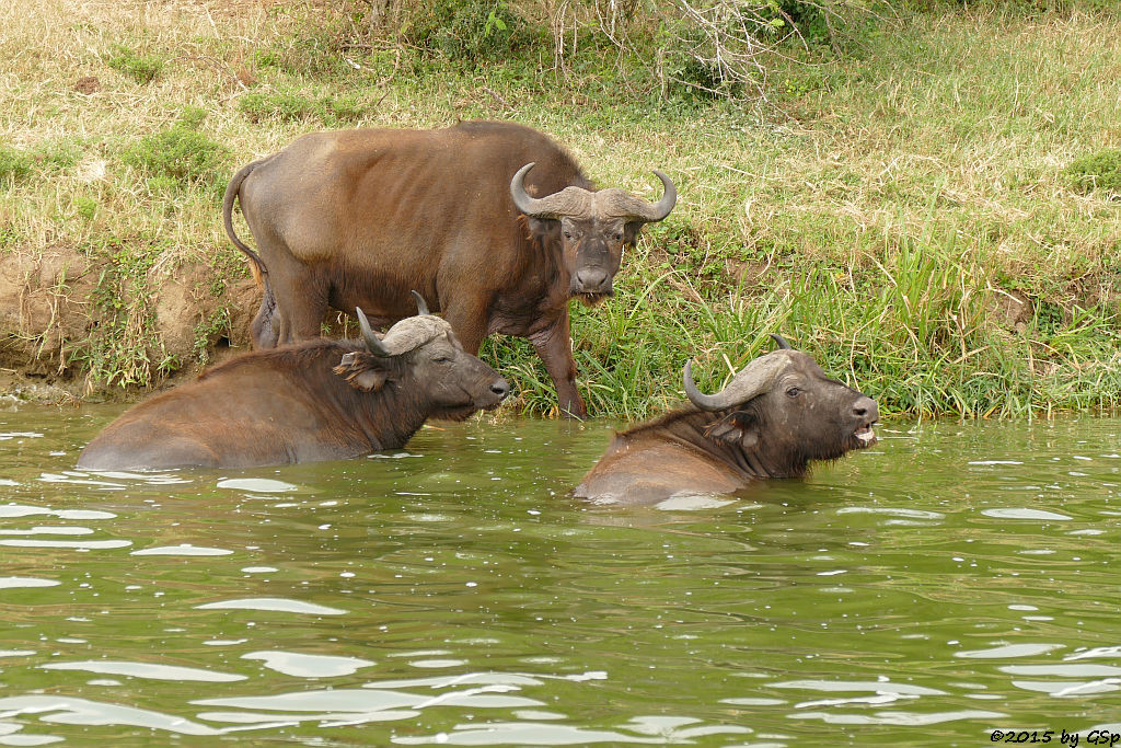 Kaffernbüffel (Buffalo)