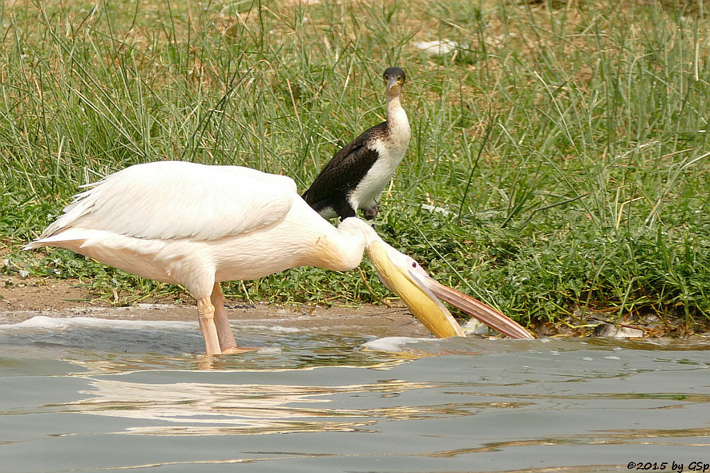 Rosapelikan, Weißbauchkormoran (Great white Pelican, Greater (white-breasted) Cormorant)