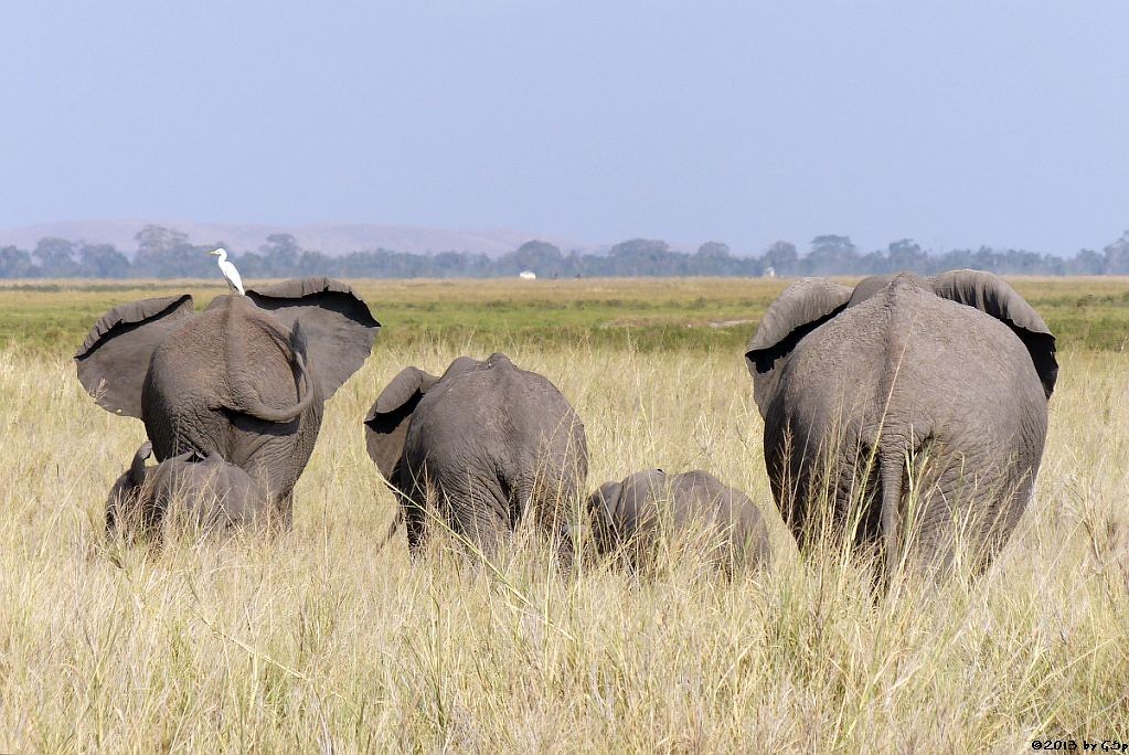 Elefant, Silberreiher