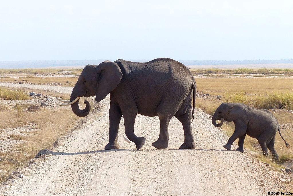 Elefant, Silberreiher