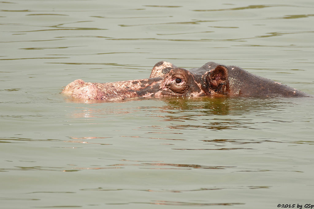 Flusspferd (Hippopotamus/Hippo)