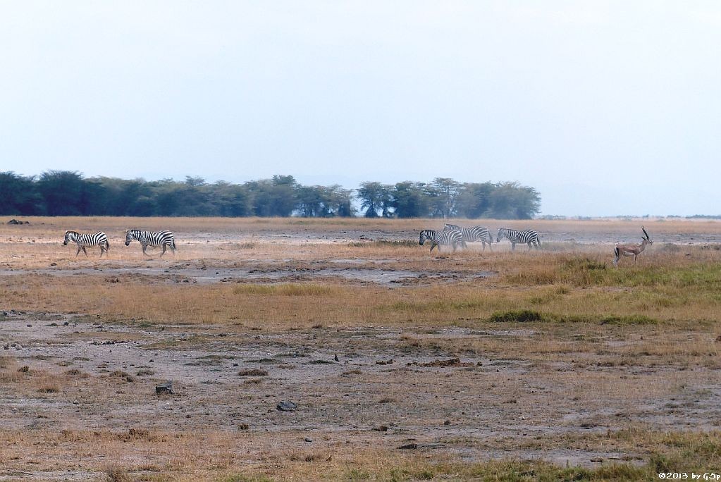 Böhm-Steppenzebra, Grantgazelle