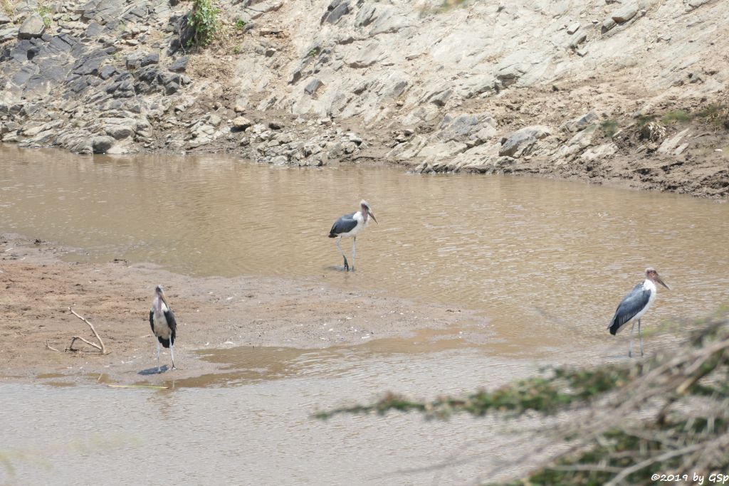 Marabu (Afrikanischer Marabu)