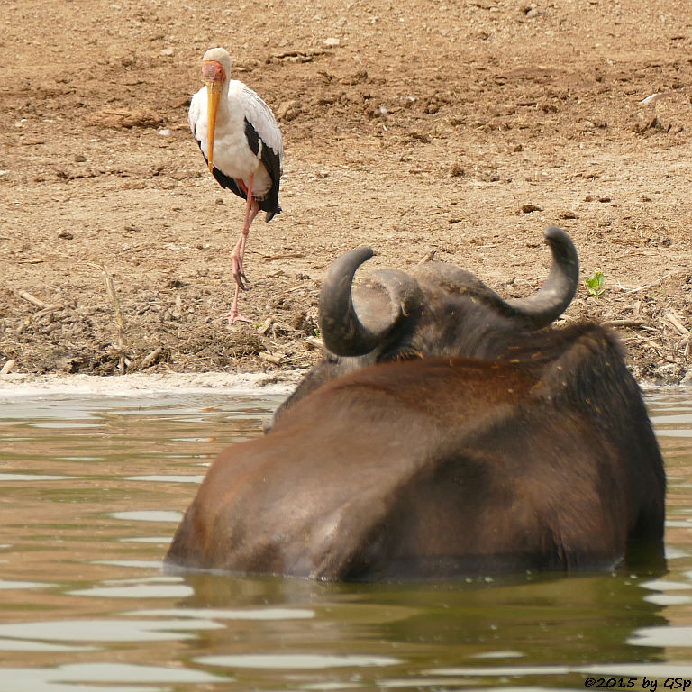 Afrikanischer Nimmersatt, Kaffernbüffel (Yellow Billed Stork, Buffalo)