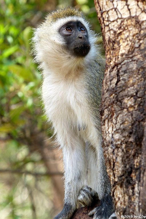 Grüne (Vervet-) Meerkatze