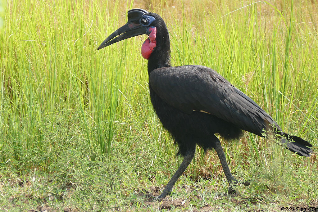 Nördlicher Hornrabe (Northern ground hornbill)