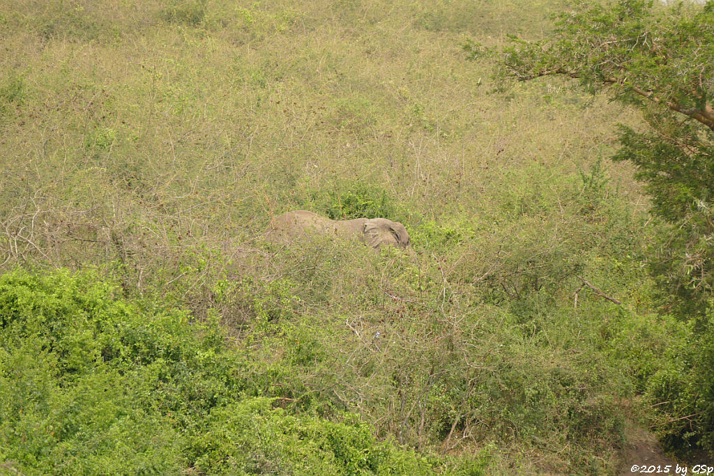 Afrikanischer Elefant (African Elephant)