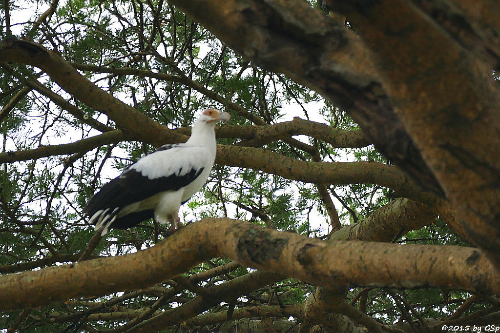 Palmgeier (Palmnut Vulture)