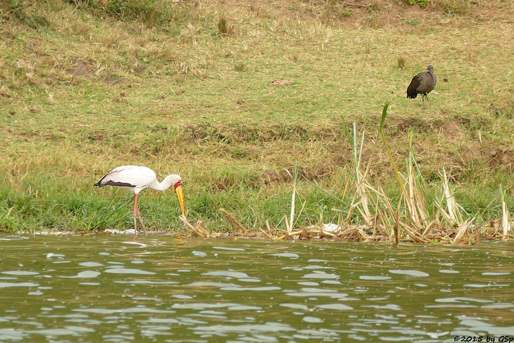 Nimmersatt, Hagedasch (Yellow-billed Stork, Hadada Ibis)