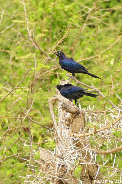 Schweifglanzstar/Langschwanz-Purpurglanzstar (Rüppel's long-tailed Starling)